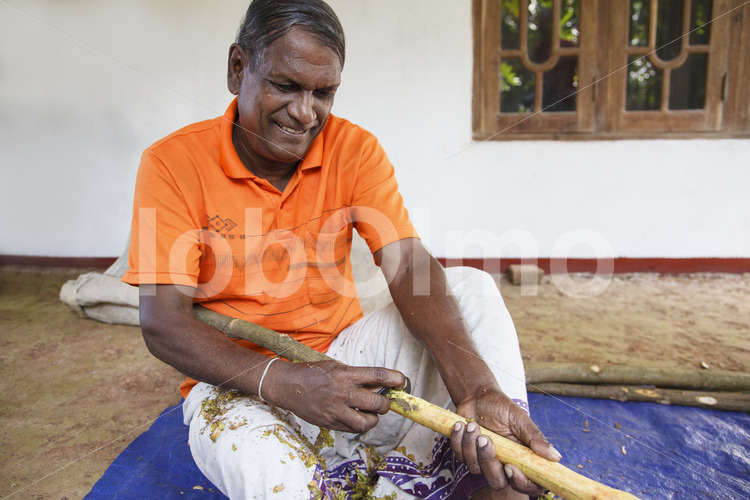 Abschaben der Zimtaußenrinde (Sri Lanka, PODIE) - lobOlmo Fair-Trade-Fotoarchiv
