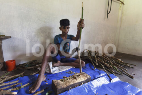 Abschaben der Zimtaußenrinde (Sri Lanka, SOFA/BioFoods) - lobOlmo Fair-Trade-Fotoarchiv