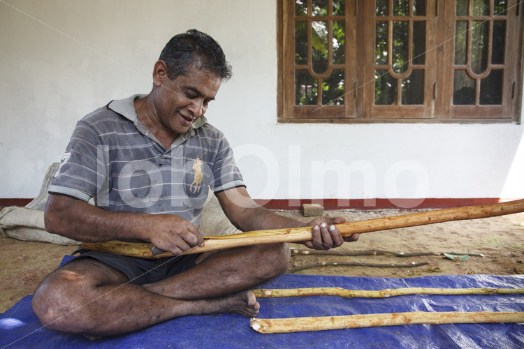 Abtrennen der Zimtinnenrinde (Sri Lanka, PODIE) - lobOlmo Fair-Trade-Fotoarchiv