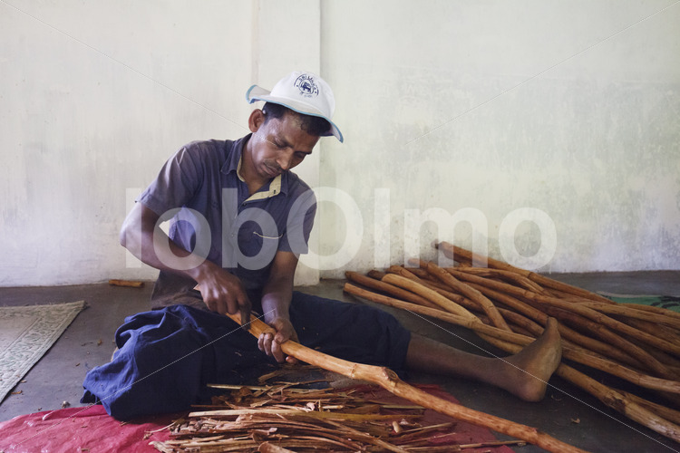 Abtrennen der Zimtinnenrinde (Sri Lanka, SOFA/BioFoods) - lobOlmo Fair-Trade-Fotoarchiv