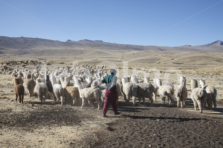 Alpaka-Hirte beim Hüten (Peru, CIAP) - lobOlmo Fair-Trade-Fotoarchiv
