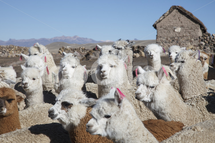 Alpaka-Pferch (Peru, CIAP) - lobOlmo Fair-Trade-Fotoarchiv