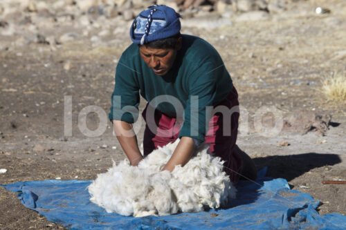 Alpaka-Schurwolle (Peru, CIAP) - lobOlmo Fair-Trade-Fotoarchiv