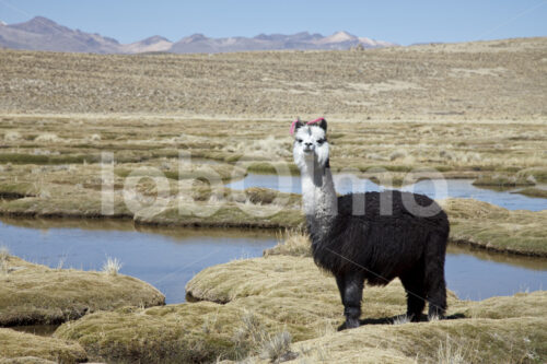Alpaka-Weide (Peru, CIAP) - lobOlmo Fair-Trade-Fotoarchiv