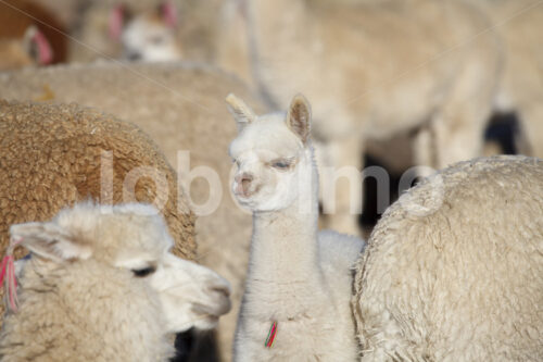 Alpakas (Peru, CIAP) - lobOlmo Fair-Trade-Fotoarchiv