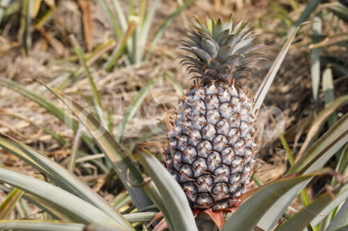 Ananas (Tansania, Matunda Mema) - lobOlmo Fair-Trade-Fotoarchiv