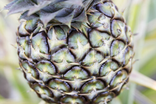 Ananas (Uganda, Biofresh) - lobOlmo Fair-Trade-Fotoarchiv