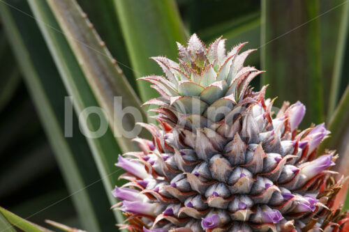 Ananasblüte (Uganda, Biofresh) - lobOlmo Fair-Trade-Fotoarchiv