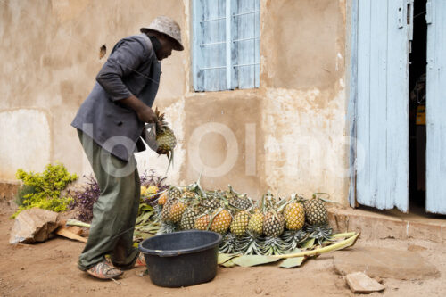 Ananasernte (Tansania, Matunda Mema) - lobOlmo Fair-Trade-Fotoarchiv