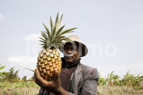 Ananasernte (Tansania, Matunda Mema) - lobOlmo Fair-Trade-Fotoarchiv