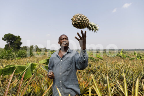 Ananasernte (Uganda, Biofresh) - lobOlmo Fair-Trade-Fotoarchiv