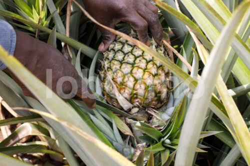 Ananasernte (Uganda, Biofresh) - lobOlmo Fair-Trade-Fotoarchiv