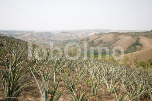 Ananasfeld (Tansania, Matunda Mema) - lobOlmo Fair-Trade-Fotoarchiv