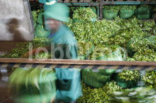 Anlieferung von Teeblättern (Tansania, RBTC-JE/WATCO) - lobOlmo Fair-Trade-Fotoarchiv