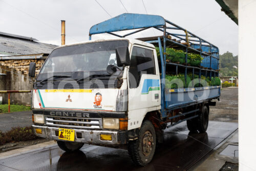 Anlieferung von Teeblättern (Tansania, RBTC-JE/WATCO) - lobOlmo Fair-Trade-Fotoarchiv
