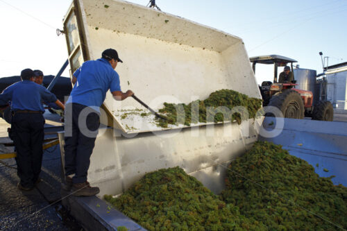 Anlieferung von Trauben am Weingut (Chile, Vinos Lautaro) - lobOlmo Fair-Trade-Fotoarchiv