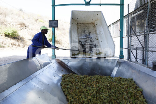 Anlieferung von Trauben am Weingut (Südafrika, Koopmanskloof) - lobOlmo Fair-Trade-Fotoarchiv