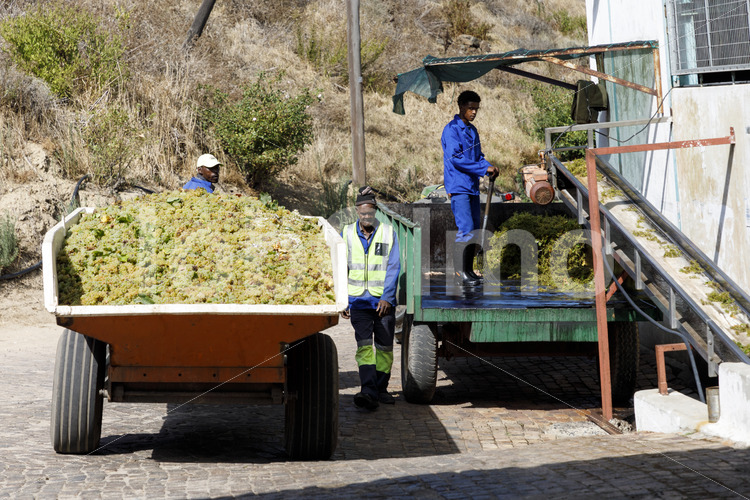 Anlieferung von Trauben am Weingut (Südafrika, Koopmanskloof) - lobOlmo Fair-Trade-Fotoarchiv