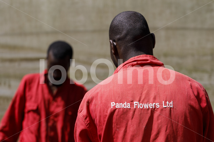 Arbeiter auf einer Rosenfarm (Kenia, Panda Flowers) - lobOlmo Fair-Trade-Fotoarchiv