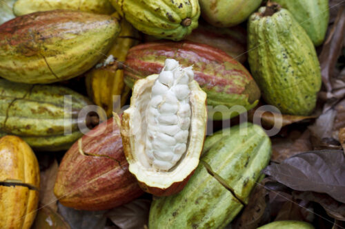 Aufgeschlagene Kakaofrucht (Belize, TCGA) - lobOlmo Fair-Trade-Fotoarchiv