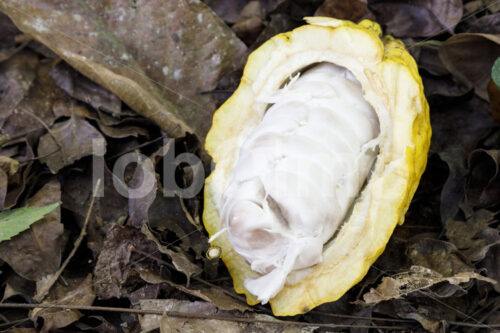 Aufgeschlagene Kakaofrucht (Bolivien, EL CEIBO) - lobOlmo Fair-Trade-Fotoarchiv