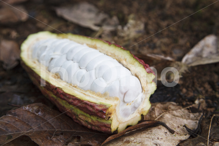 Aufgeschlagene Kakaofrucht (Ecuador, UROCAL) - lobOlmo Fair-Trade-Fotoarchiv