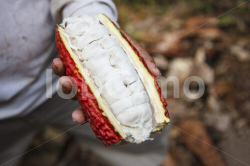 Aufgeschlagene Kakaofrucht (Ecuador, UROCAL) - lobOlmo Fair-Trade-Fotoarchiv