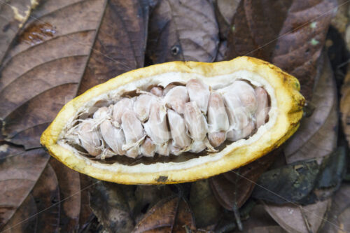 Aufgeschlagene Kakaofrucht (Ghana, ABOCFA) - lobOlmo Fair-Trade-Fotoarchiv