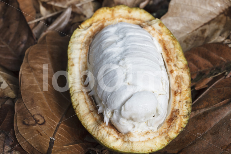 Aufgeschlagene Kakaofrucht (Ghana, Kuapa Kokoo) - lobOlmo Fair-Trade-Fotoarchiv