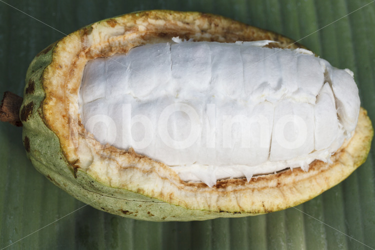 Aufgeschlagene Kakaofrucht (Ghana, Kuapa Kokoo) - lobOlmo Fair-Trade-Fotoarchiv