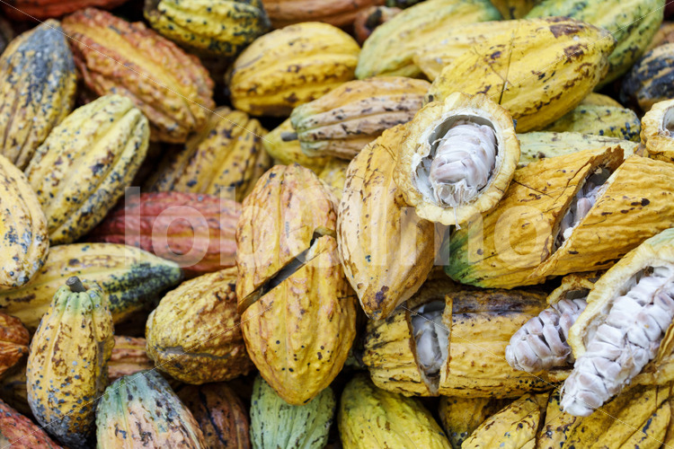 Aufgeschlagene Kakaofrüchte (Bolivien, EL CEIBO) - lobOlmo Fair-Trade-Fotoarchiv