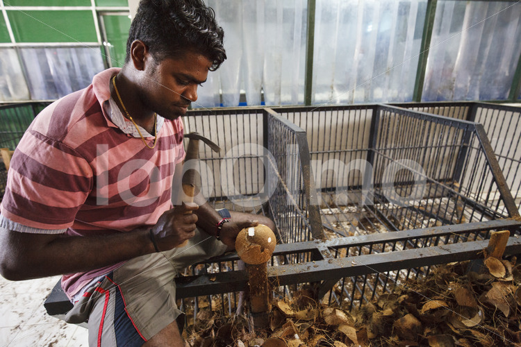 Aufschlagen einer geschälten Kokosnuss (Sri Lanka, MOPA/BioFoods) - lobOlmo Fair-Trade-Fotoarchiv