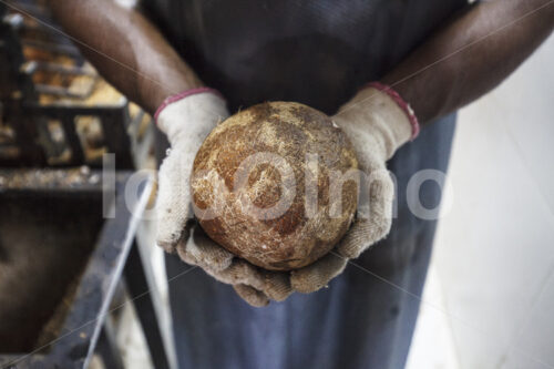 Aufschlagen einer geschälten Kokosnuss (Sri Lanka, MOPA/BioFoods) - lobOlmo Fair-Trade-Fotoarchiv