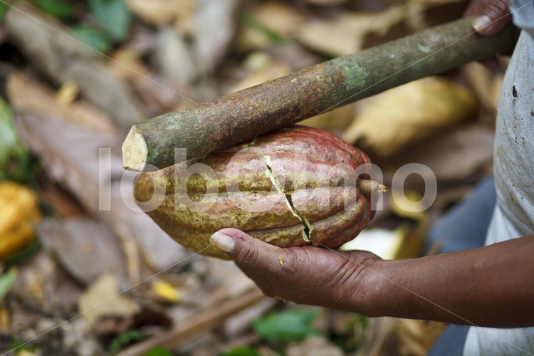 Aufschlagen geernteter Kakaofrüchte (Belize, TCGA) - lobOlmo Fair-Trade-Fotoarchiv