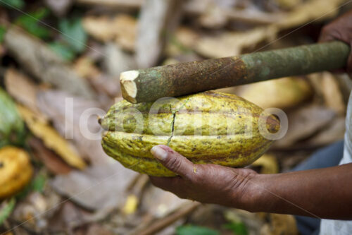 Aufschlagen geernteter Kakaofrüchte (Belize, TCGA) - lobOlmo Fair-Trade-Fotoarchiv