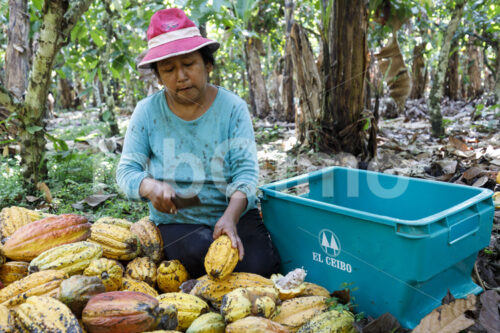 Aufschlagen geernteter Kakaofrüchte (Bolivien, EL CEIBO) - lobOlmo Fair-Trade-Fotoarchiv