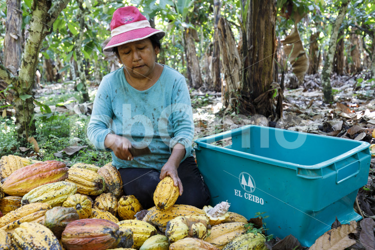 Aufschlagen geernteter Kakaofrüchte (Bolivien, EL CEIBO) - lobOlmo Fair-Trade-Fotoarchiv