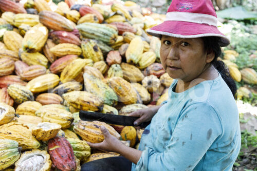 Aufschlagen geernteter Kakaofrüchte (Bolivien, EL CEIBO) - lobOlmo Fair-Trade-Fotoarchiv