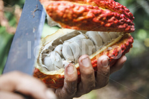 Aufschlagen geernteter Kakaofrüchte (Ecuador, UROCAL) - lobOlmo Fair-Trade-Fotoarchiv