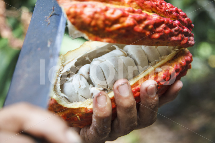 Aufschlagen geernteter Kakaofrüchte (Ecuador, UROCAL) - lobOlmo Fair-Trade-Fotoarchiv