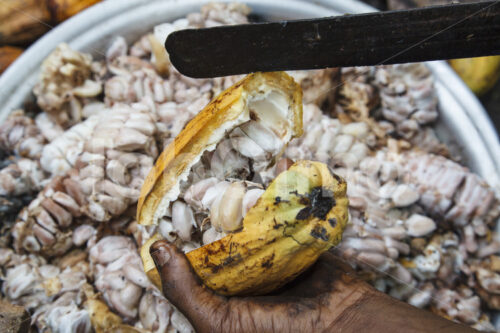 Aufschlagen geernteter Kakaofrüchte (Ghana, ABOCFA) - lobOlmo Fair-Trade-Fotoarchiv