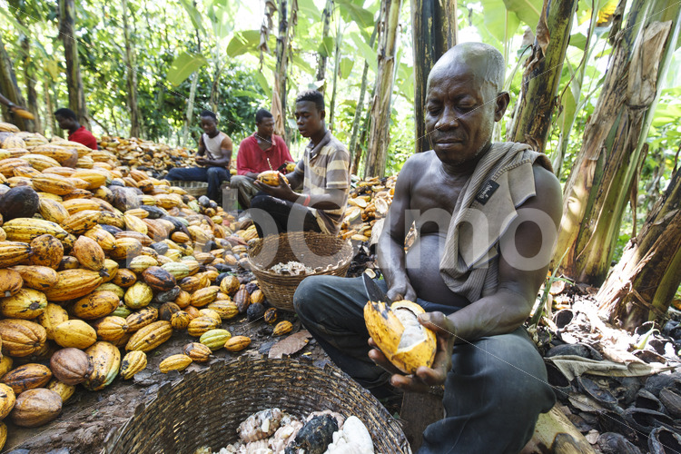 Aufschlagen geernteter Kakaofrüchte (Ghana, ABOCFA) - lobOlmo Fair-Trade-Fotoarchiv