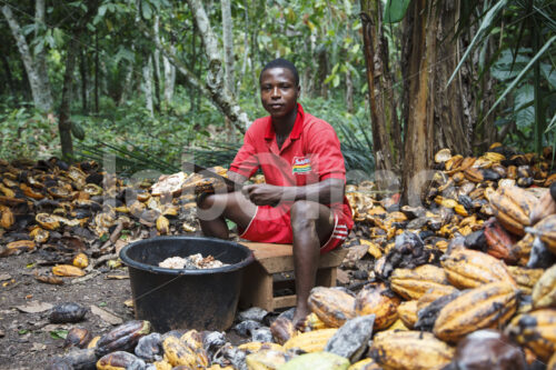 Aufschlagen geernteter Kakaofrüchte (Ghana, ABOCFA) - lobOlmo Fair-Trade-Fotoarchiv