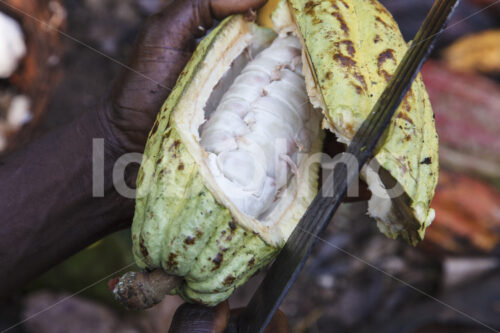 Aufschlagen geernteter Kakaofrüchte (Ghana, Kuapa Kokoo) - lobOlmo Fair-Trade-Fotoarchiv