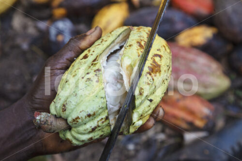 Aufschlagen geernteter Kakaofrüchte (Ghana, Kuapa Kokoo) - lobOlmo Fair-Trade-Fotoarchiv
