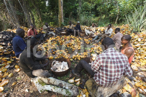 Aufschlagen geernteter Kakaofrüchte (Ghana, Kuapa Kokoo) - lobOlmo Fair-Trade-Fotoarchiv