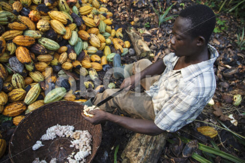 Aufschlagen geernteter Kakaofrüchte (Ghana, Kuapa Kokoo) - lobOlmo Fair-Trade-Fotoarchiv