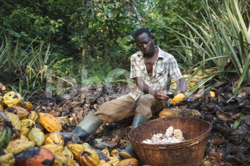 Aufschlagen geernteter Kakaofrüchte (Ghana, Kuapa Kokoo) - lobOlmo Fair-Trade-Fotoarchiv