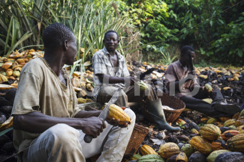 Aufschlagen geernteter Kakaofrüchte (Ghana, Kuapa Kokoo) - lobOlmo Fair-Trade-Fotoarchiv