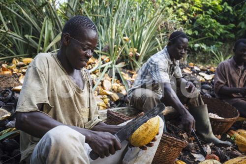 Aufschlagen geernteter Kakaofrüchte (Ghana, Kuapa Kokoo) - lobOlmo Fair-Trade-Fotoarchiv